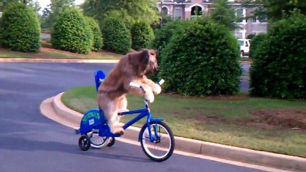 Nu stii sa mergi pe bicicleta? In cazul asta <span style=