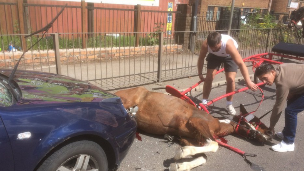 Un cal a fost lasat sa moara in mijlocul drumului, dupa ce a fost izbit de o masina