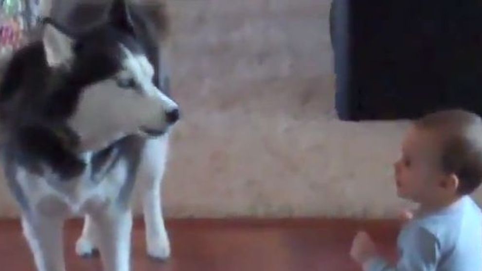 'Dialogul' dintre un copil si un caine husky a devenit viral pe internet. VIDEO amuzant