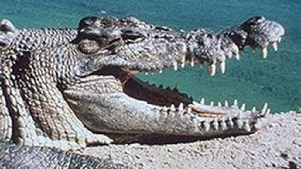 Un sudafrican a traversat inot un rau cu crocodili ca sa castige un loc la finala Mondialului