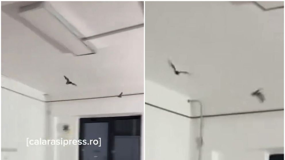 Imagini șocante din Spitalul Municipal Olteniţa! Mai mulți lilieci au fost filmați în timp ce zboară într-un salon. Cum a reacționat conducerea unității medicale