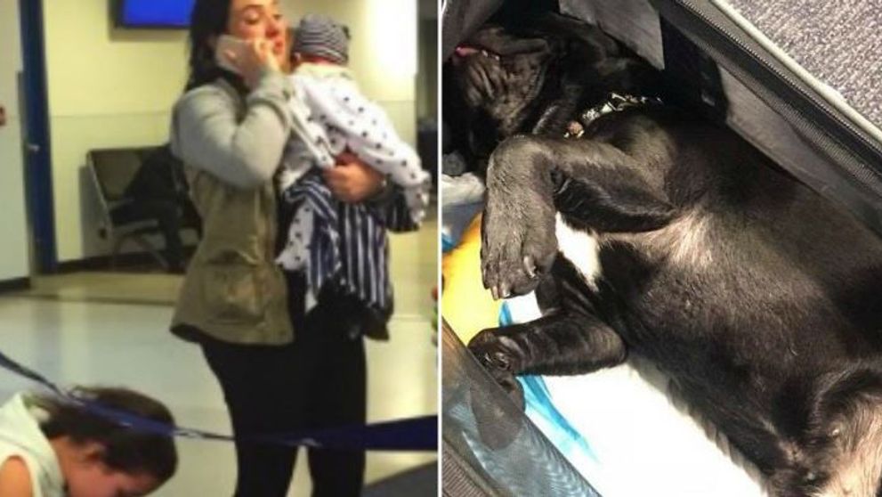 Au fost pusi sa puna catelul in locul destinat bagajelor, in avion, timp de 3 ore. Ce s-a intamplat cu animalul