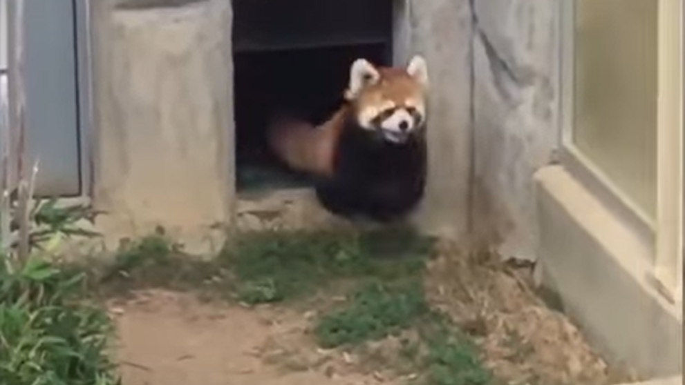VIDEO VIRAL - Cum a reacționat un pui de panda roșu după ce s-a speriat de o piatră