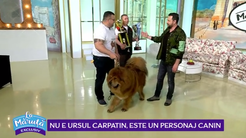 VIDEO Nu e ursul Carpatin, este un personaj canin