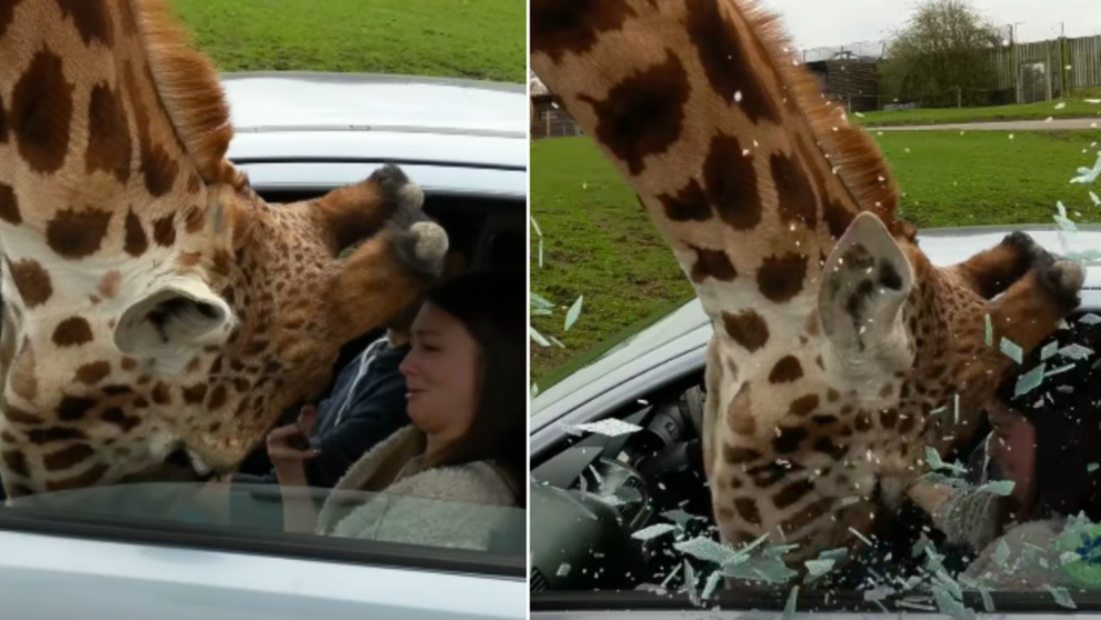 Accident teribil intr-un parc safari dupa ce un geam s-a spart in capul unei girafe