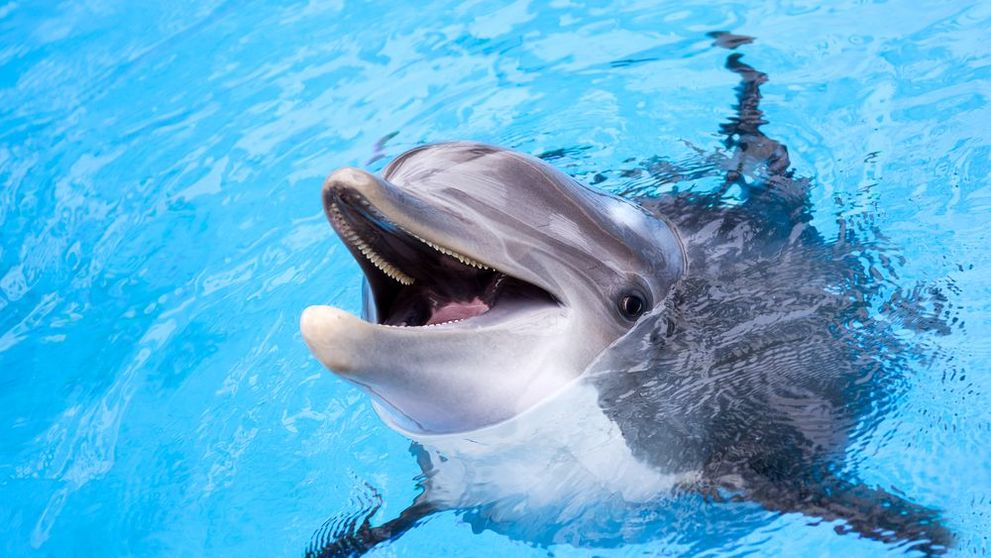 Un pescar a fost arestat pentru că a mâncat un delfin, după ce l-ar fi prins „din greșeală”