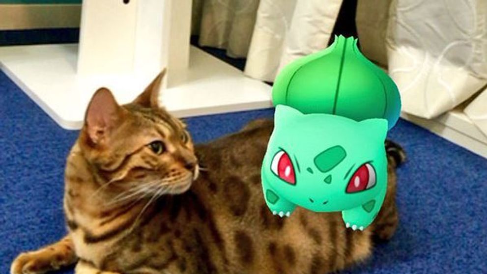 O multime de oameni publica imagini care demonstreaza ca animalele lor pot detecta Pokemoni. Dovezile care fac furori pe internet