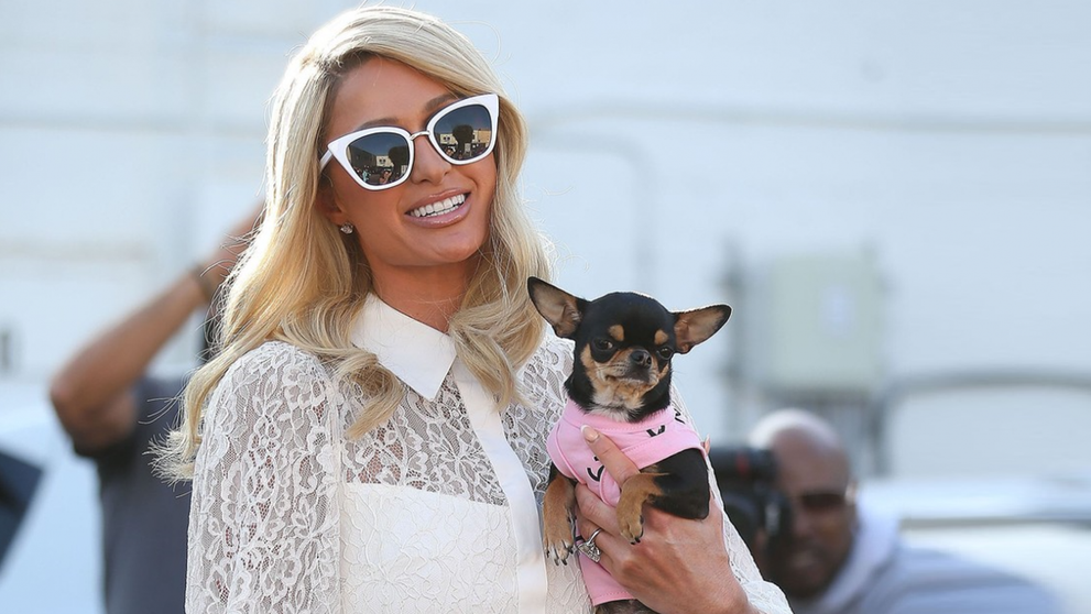 Paris Hilton cheltuiește o avere pentru găsirea lui Diamond Baby, câinele chihuahua dispărut