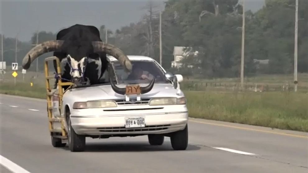 Un șofer a fost tras pe dreapta fiindcă transporta un taur uriaș cu mașina personală. Ce i-a făcut polițistul