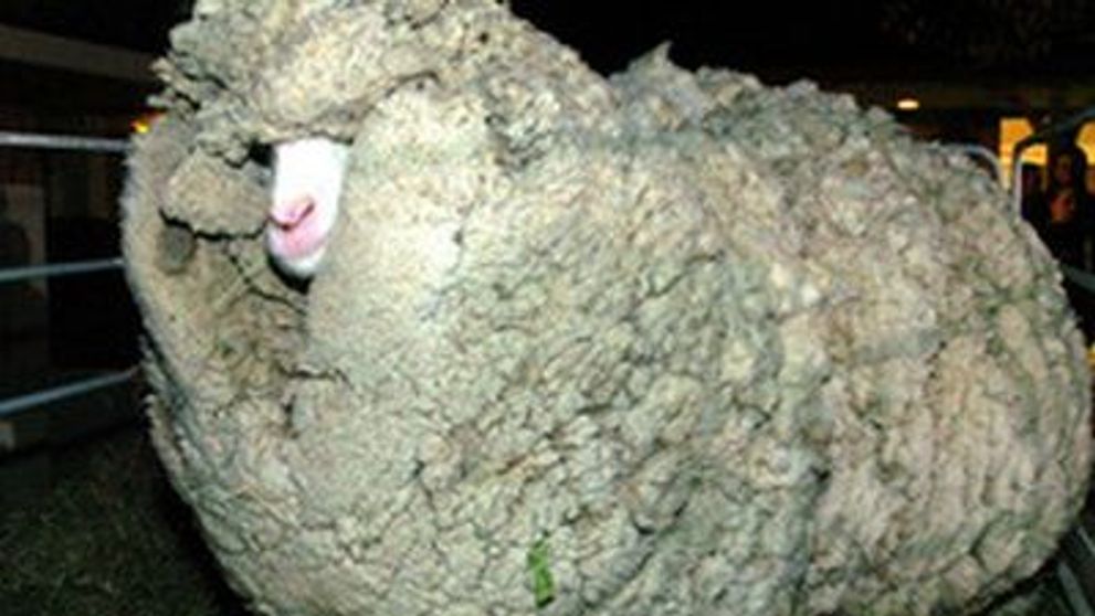 A murit „Shrek”, oaia care a bagat 55 de milioane de euro in visteria Noii Zeelande!