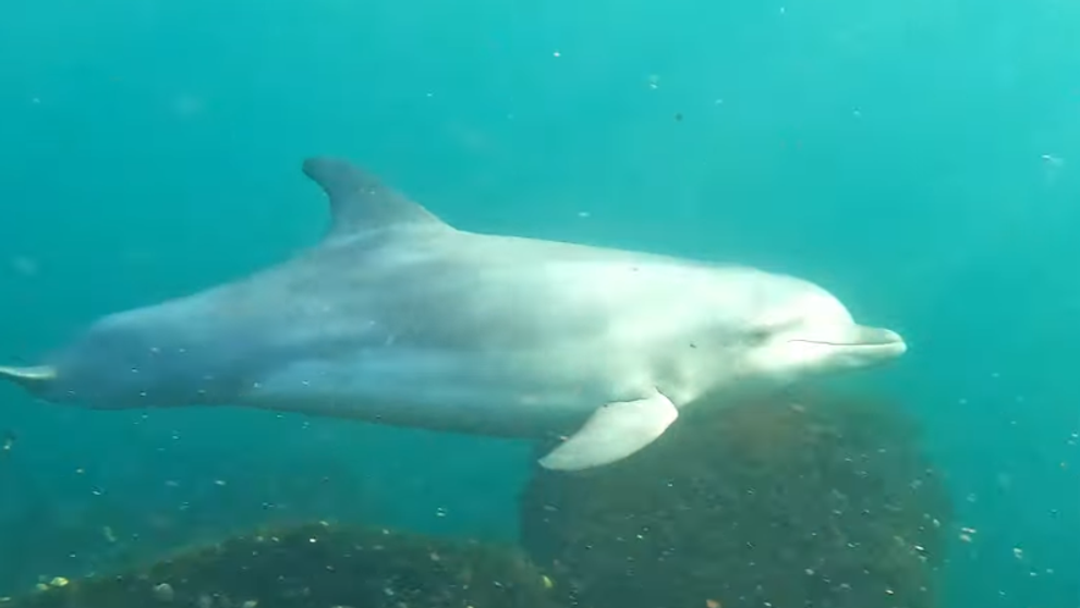 Un scafandru român a surprins delfini în libertate, în Marea Neagră. Imaginile sunt senzaționale VIDEO