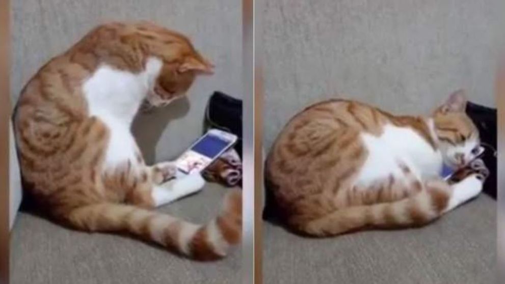 Reacția emoționantă a unui motan atunci când își revede stăpânul care a murit