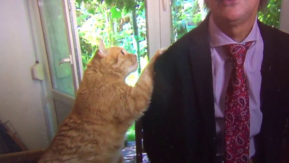Momentul în care o pisică întreupe interviul unui celebru istoric și politolog. Ce a făcut felina apoi a devenit viral