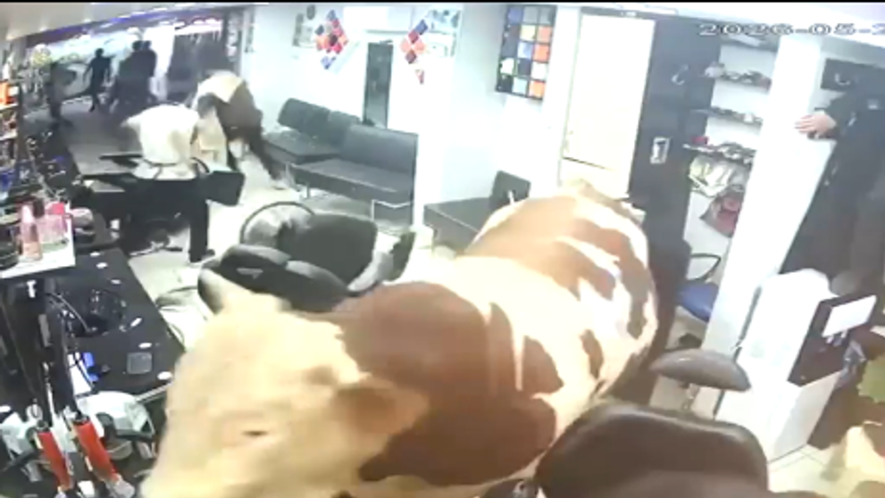 Momentul când un taur de 1,5 tone a dat buzna într-o frizerie aglomerată pentru a scăpa de abator. Ce s-a întâmplat mai departe
