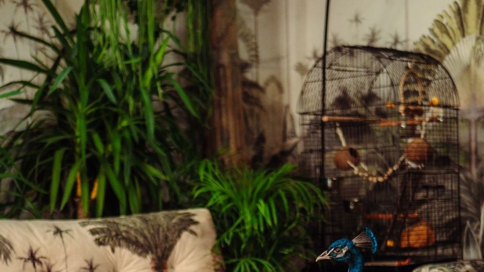 Cum poți aduce natura în mijlocul locuinței tale? Experții în design interior au răspunsul