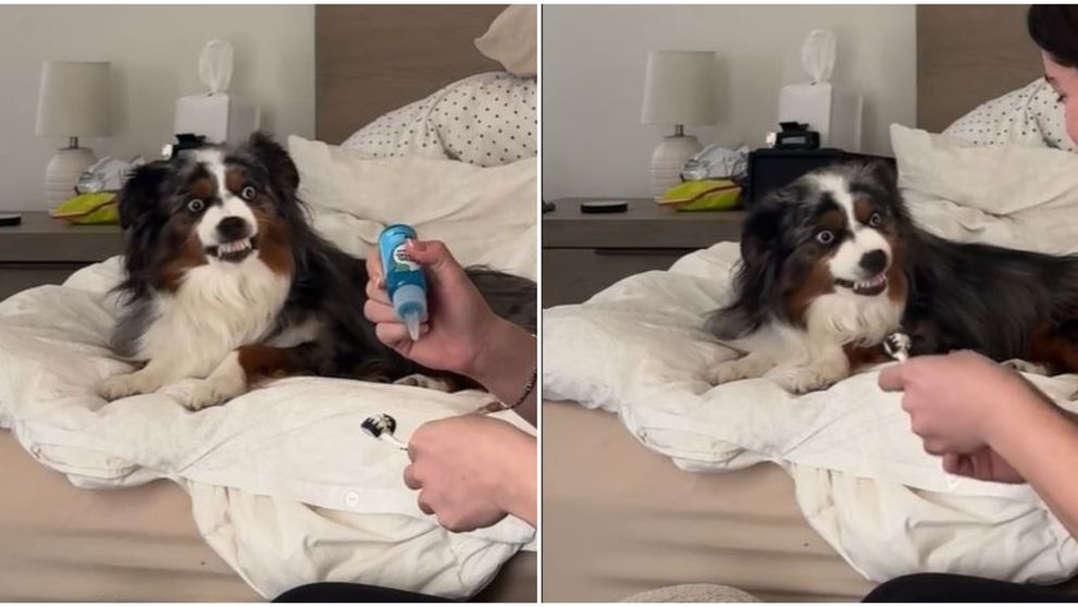 Un ciobănesc australian e viral pe TikTok! Clipul în care stăpâna lui se pregătește să-l spele pe dinți a adunat peste 48 de milioane de vizualizări