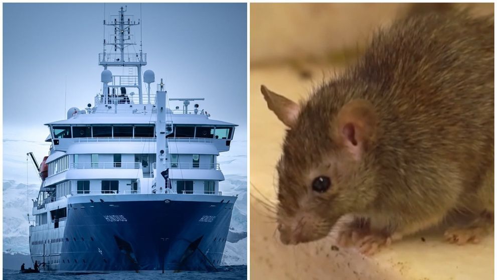 Cât a costat biletul pentru ”croaziera groazei” și ce activități oferea vasul de lux MV Hondius, pe care a izbucnit focarul de hantavirus