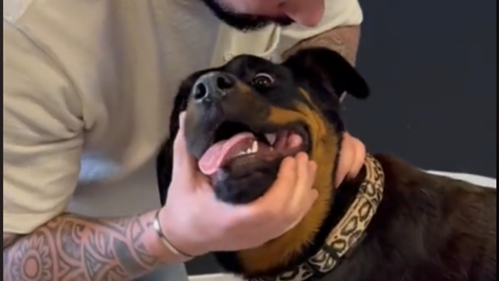 Reacția uimitoare a unui câine după ce un chiropractician pentru animale îi trosnește gâtul