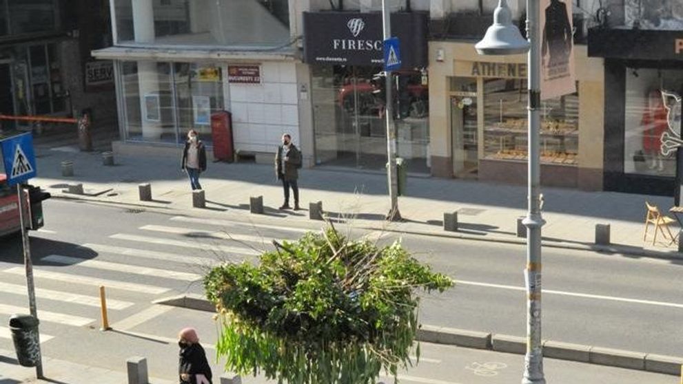 Tradiție floral-urbană de Valentine’s Day, pe Calea Victoriei! Cine a construit „Copacul cu 600 de lalele”