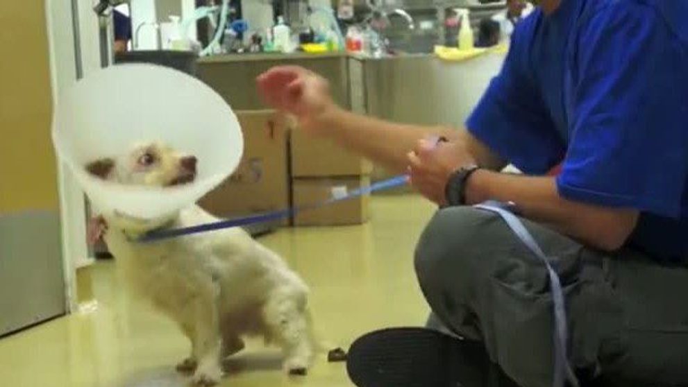 Un clip emotionant pana la lacrimi. Cum reuseste un om sa castige increderea unui catelus abuzat, care nu mai lasa pe nimeni sa-l atinga
