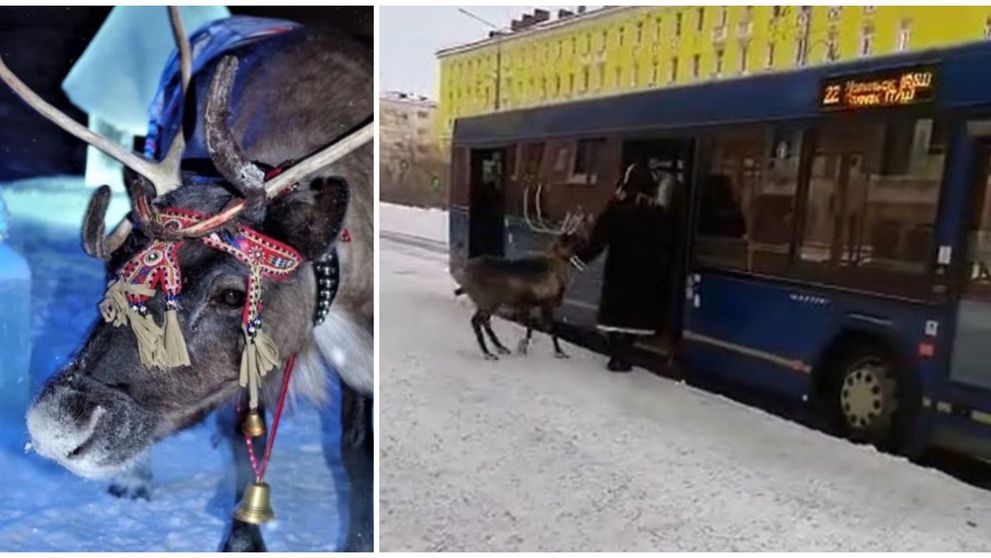 O femeie a urcat cu renul în autobuz, motivând că animalul a obosit. Cum au reacționat pasagerii