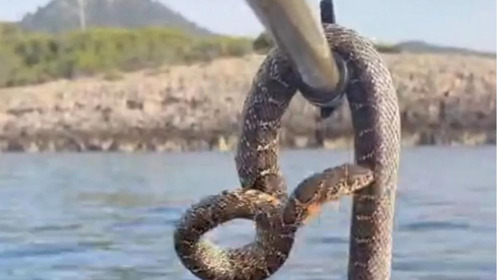 O stațiune la modă, preferată de tineri, terorizată de apariția în mare a unor șerpi de 1,70 m. ”Mi-e prea frică să înot”