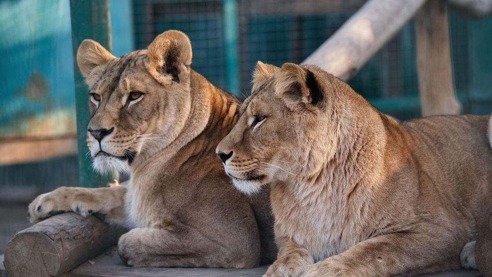 O grădină zoologică din Ucraina își eutanasiază animalele după ce a fost bombardată de ruși