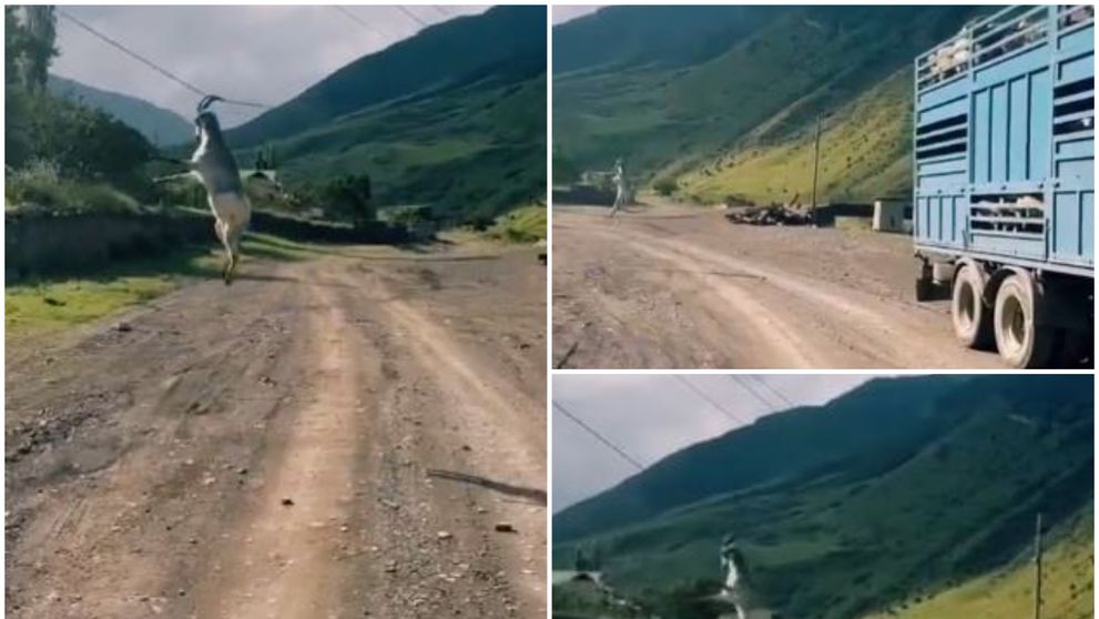 O capră a evadat din mașina care o ducea la târg și s-a agățat de cablurile de electricitate: “Zici că e de la Cirque de Soleil”