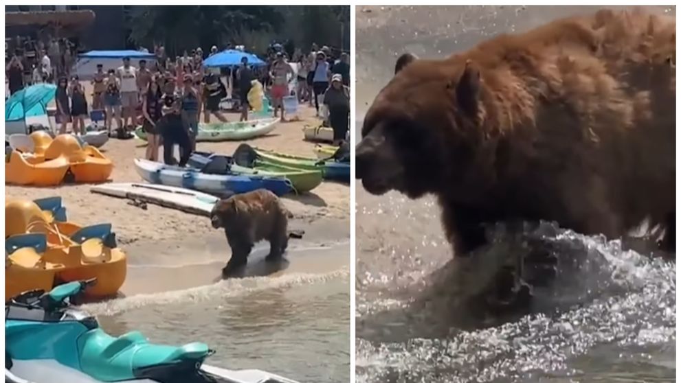 Un urs uriaș, liber pe plajă, a băgat panica în turiști! Animalul se plimba nestingherit printre oameni