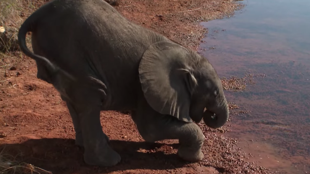 Ce s-a intamplat cu un pui de elefant abandonat de mama. Povestea elefantelului Fila te va emotiona pana la lacrimi - VIDEO