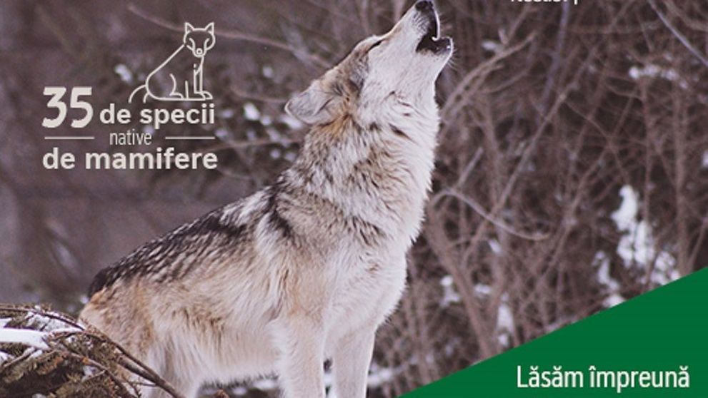 Nestlé România lansează primul studiu de biodiversitate pentru Parcul Național Cozia. Vor fi plantați 30.000 de puieți de salcâm
