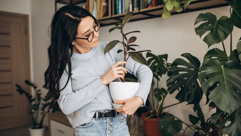 (P) TOP 10 cele mai frumoase plante de apartament