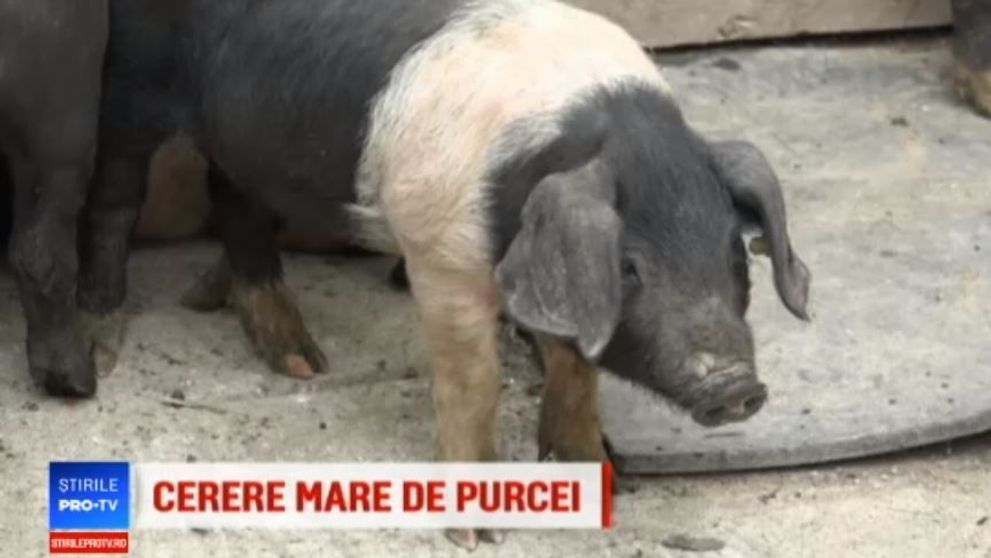 Program pentru stimularea cresterii porcilor Mangalita si Bazna: “Au carnea ca somonul”