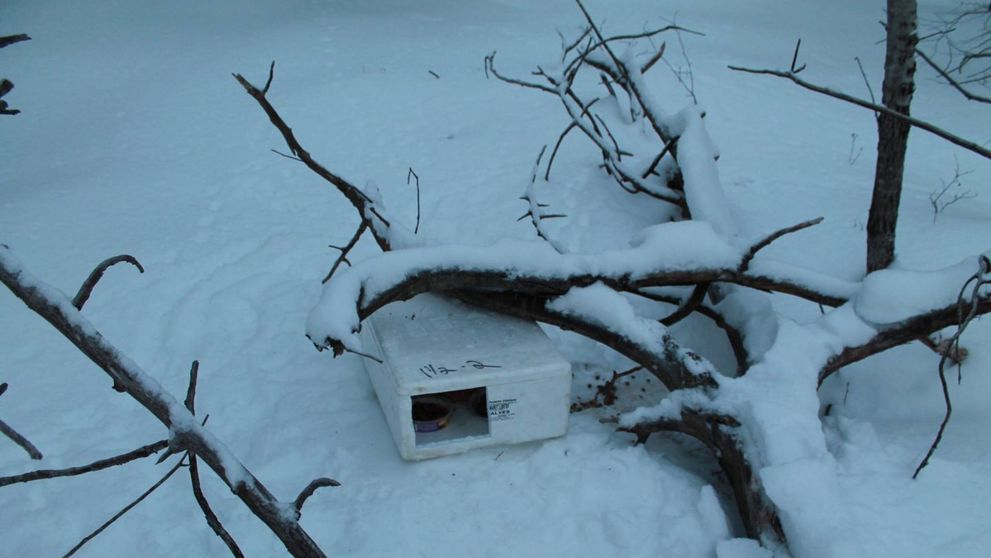 Mergea linistit catre serviciu cand ceva de pe marginea drumului i-a atras atentia. Ce a gasit un barbat intr-o cutie abandonata in zapada