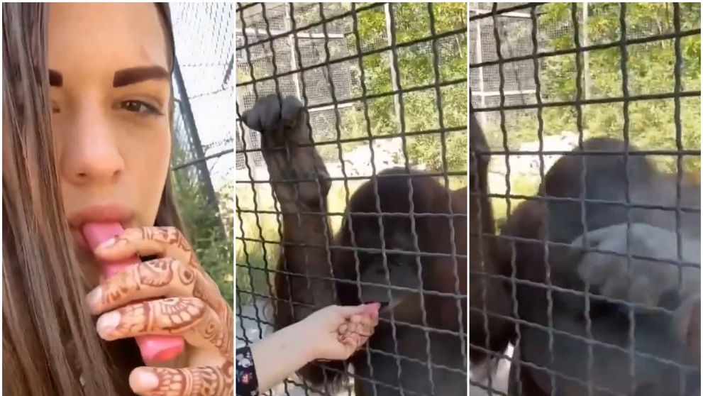 „Lăsați animalul în pace!” O luptătoare de MMA s-a filmat în timp ce dă unei maimuțe de la zoo să tragă dintr-o țigară electronică VIDEO