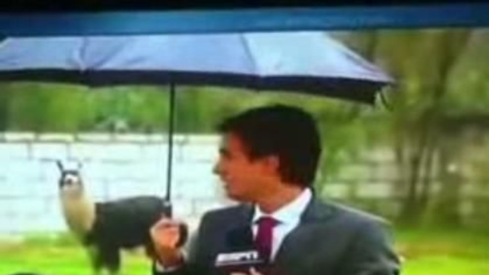Faza saptamanii: Un reporter ESPN, atacat de o camila domesticita! VIDEO