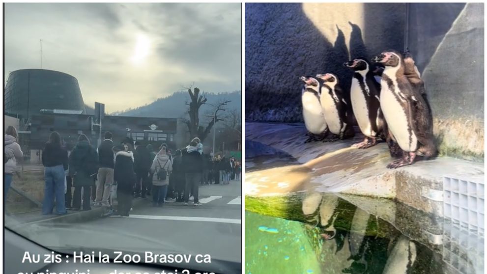 La Zoo Brașov vezi pinguini… dacă supraviețuiești așteptării de 2 ore! Cozi uriașe la intrare: 