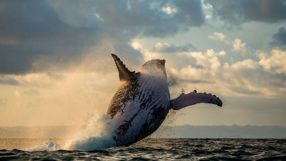 Momentul incredibil in care o balena a salvat un scufundator de un rechin