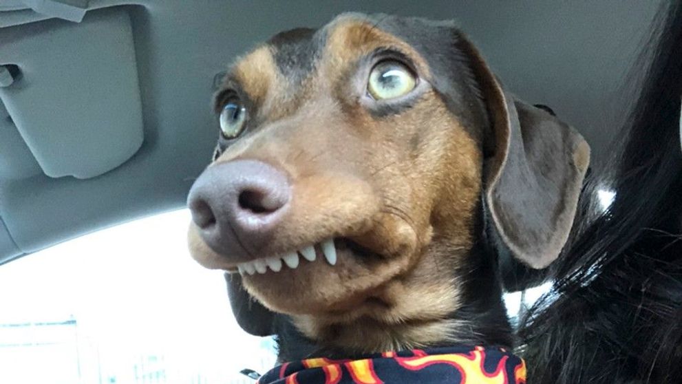 Oz, noua senzație de pe Instagram! Cu ce este special acest câine