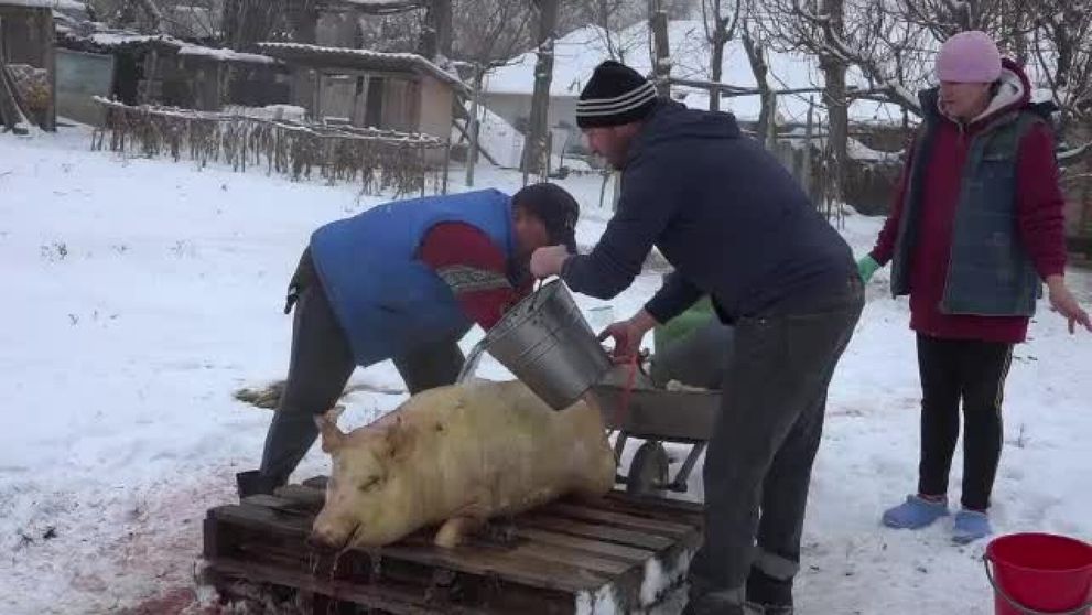 Ce este Ignatul. Legătura dintre tăierea porcilor și Sfântul Ignatie Teoforul, copilul ținut în brațe de Iisus