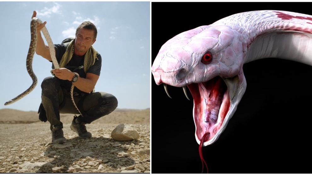 Bear Grylls, anunț ferm după ce echipa lui a pierdut în aeroport un șarpe extrem de veninos: ”O singură mușcătură poate cauza moartea”