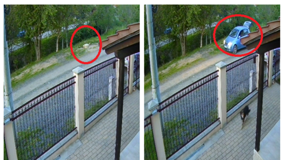 Momentul crunt în care un câine fără stăpân a fost omorât de un individ, în Timiș, surprins pe camere! Polițiștii fac cercetări