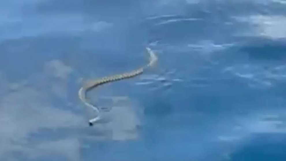 Un șarpe de aproape 2 metri a terorizat un cuplu de turiști aflat la mare. ”Pare că stațiunea asta e blestemată!”