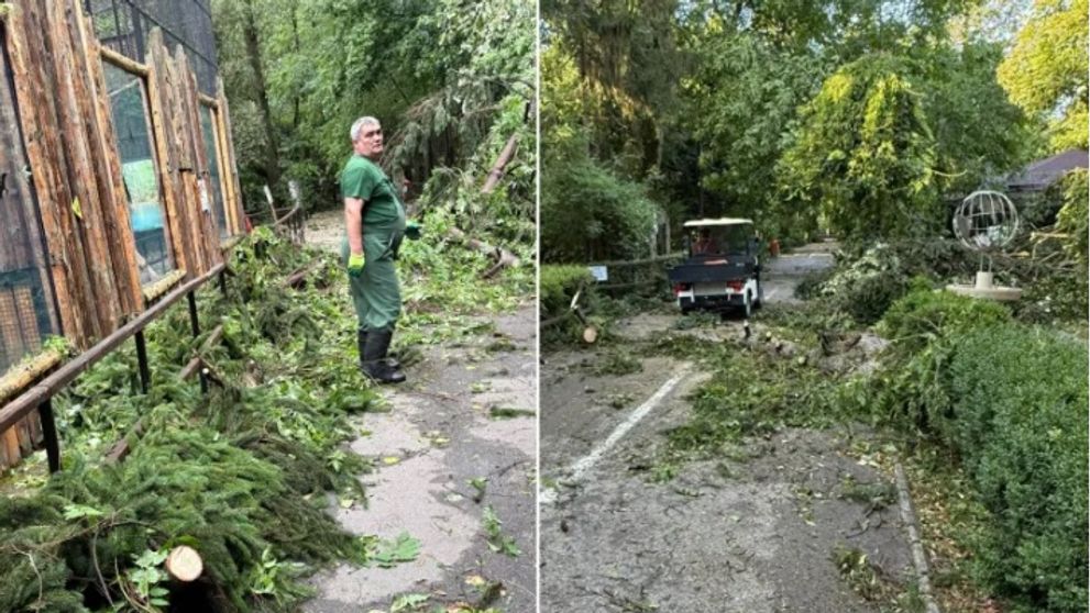 Grădina Zoologică București se închide temporar, din cauza furtunii violente de ieri. Imagini cu dezastrul produs
