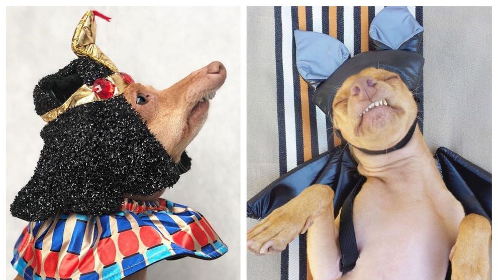 Acest câine a devenit mascota internetului pentru felul în care se îmbracă. E simpatic foc!