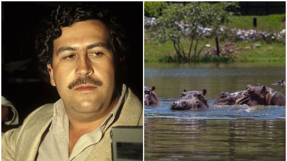 Hipopotamii lui Pablo Escobar s-au înmulțit necontrolat și fac ravagii în Columbia! Ce decizie șocantă a luat guvernul
