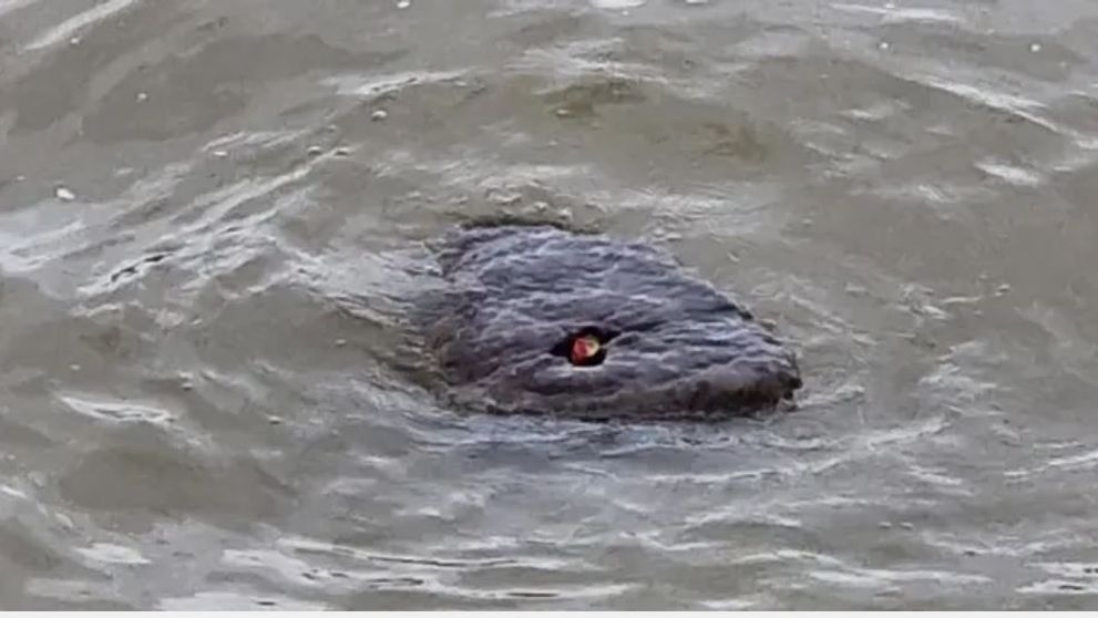Anaconda sau ”Monstrul din Tamisa”? Ce este creatura bizară surprinsă în celebrul râu