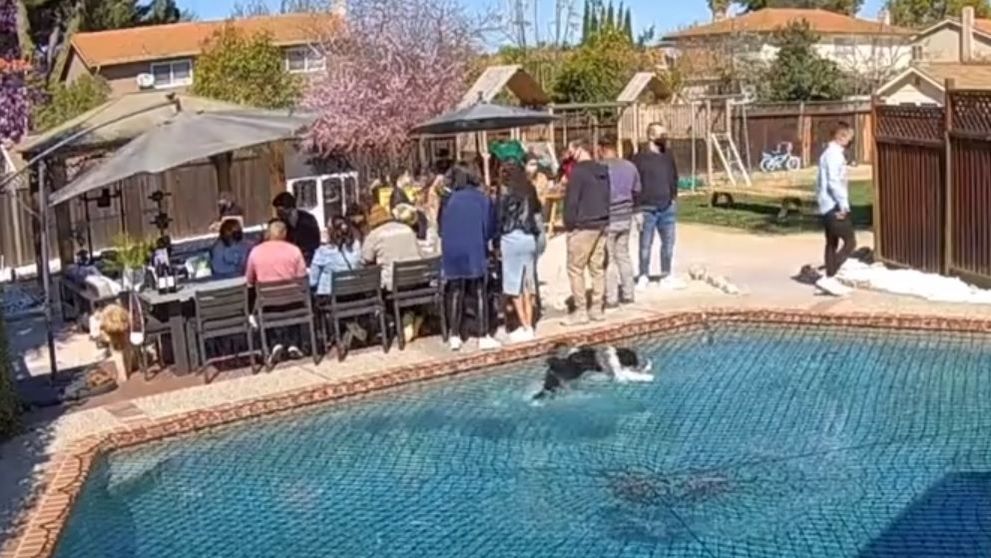Câinele care „merge” pe apă a devenit viral! De ce a strâns acest clip peste 2 milioane de vizualizări?