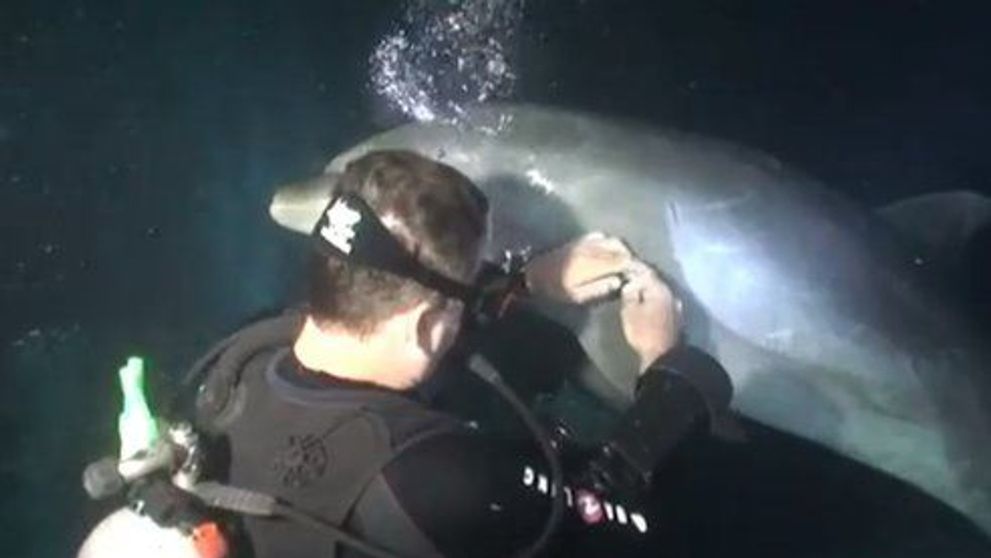 Cum este salvat un delfin de catre un scafandru: 