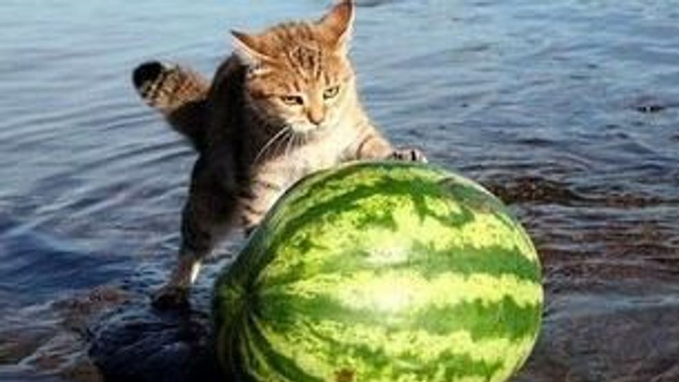 Pisici surprinse in ipostaze amuzante! FOTO